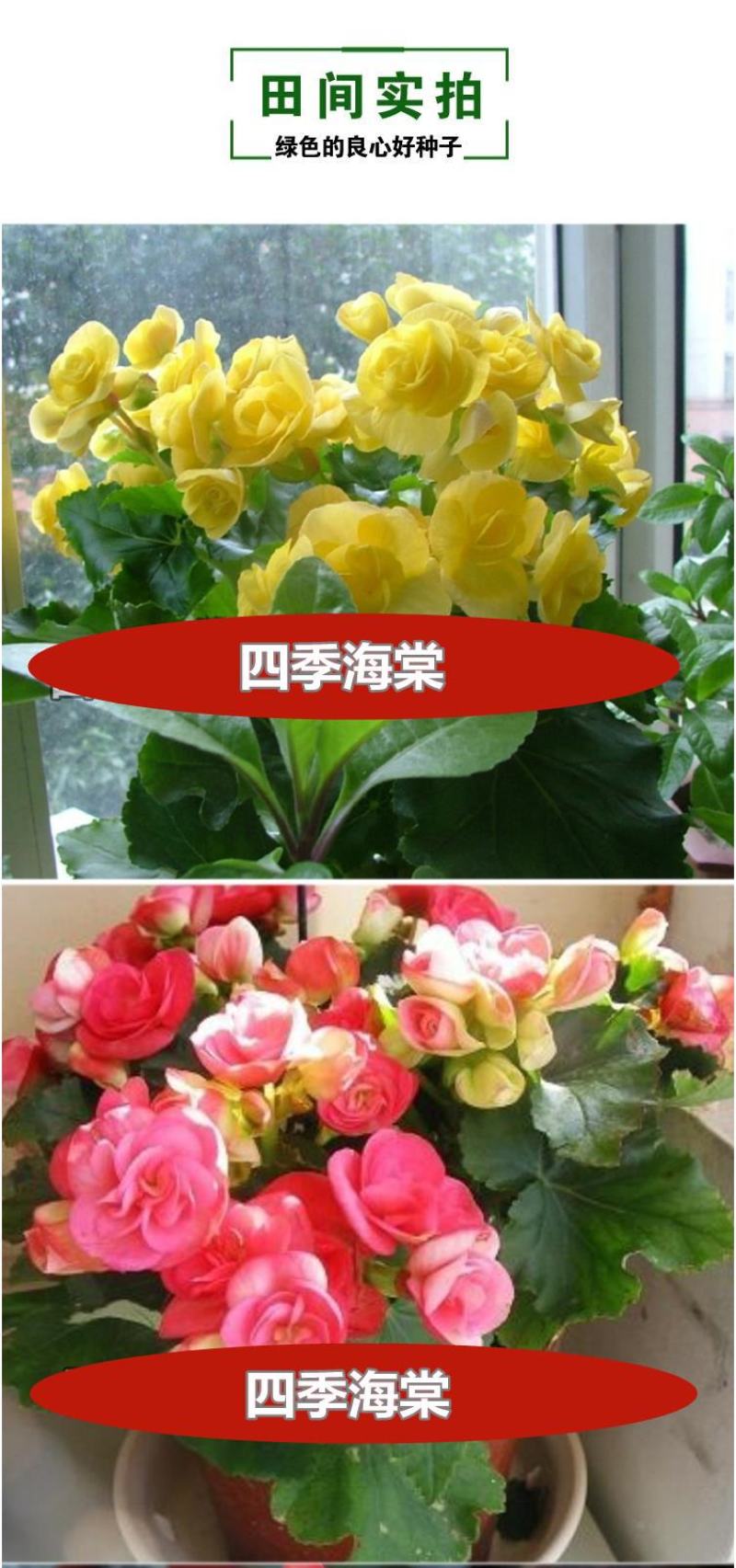 四季海棠花种子家庭阳台盆栽易种花籽四季播种秋播海棠花籽