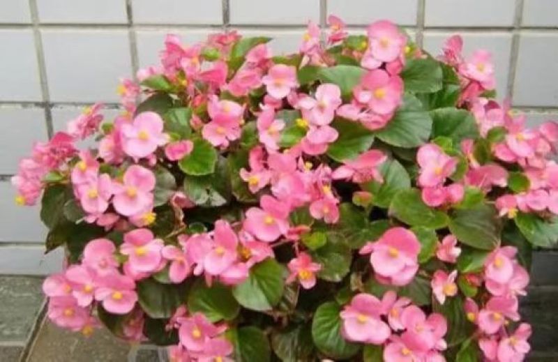 四季海棠花种子家庭阳台盆栽易种花籽四季播种秋播海棠花籽