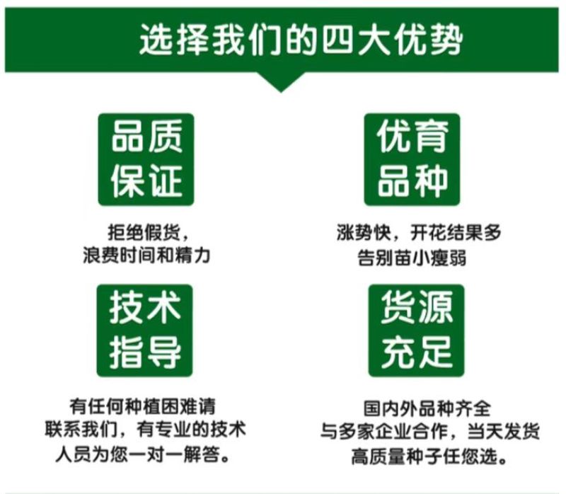 四季海棠花种子家庭阳台盆栽易种花籽四季播种秋播海棠花籽