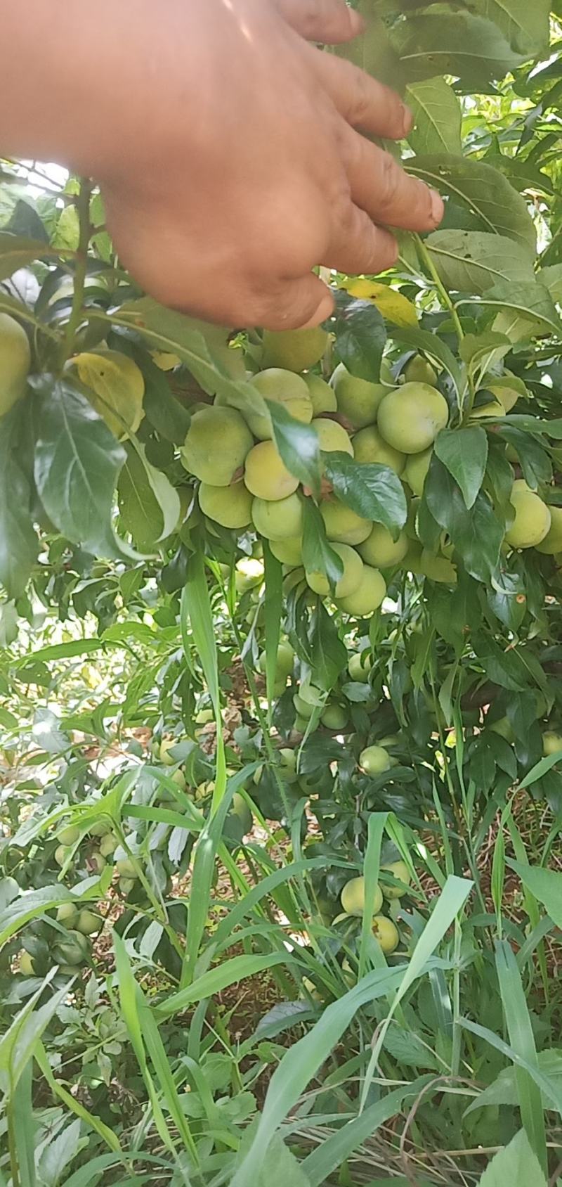 李子