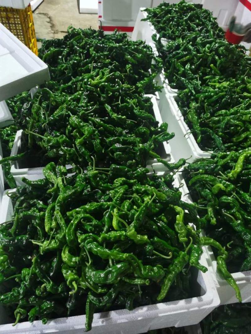 兰陵县皱皮椒大量上市颜色黑个头好产地批发代发全国