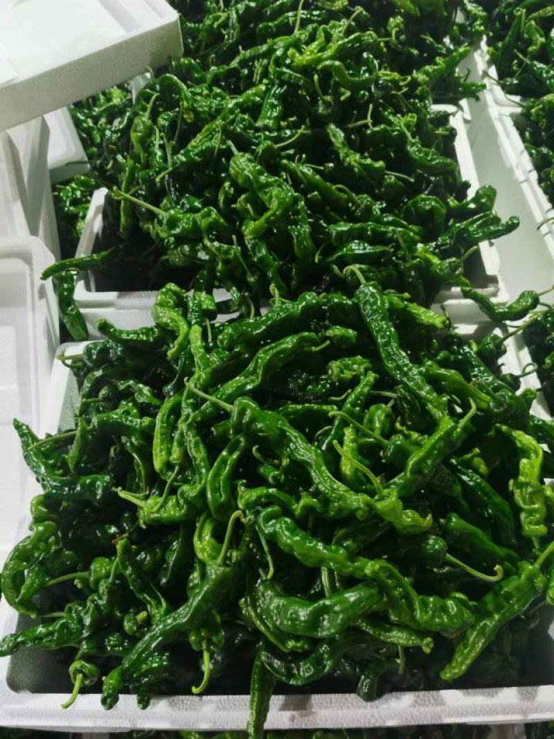 兰陵县皱皮椒大量上市颜色黑个头好产地批发代发全国