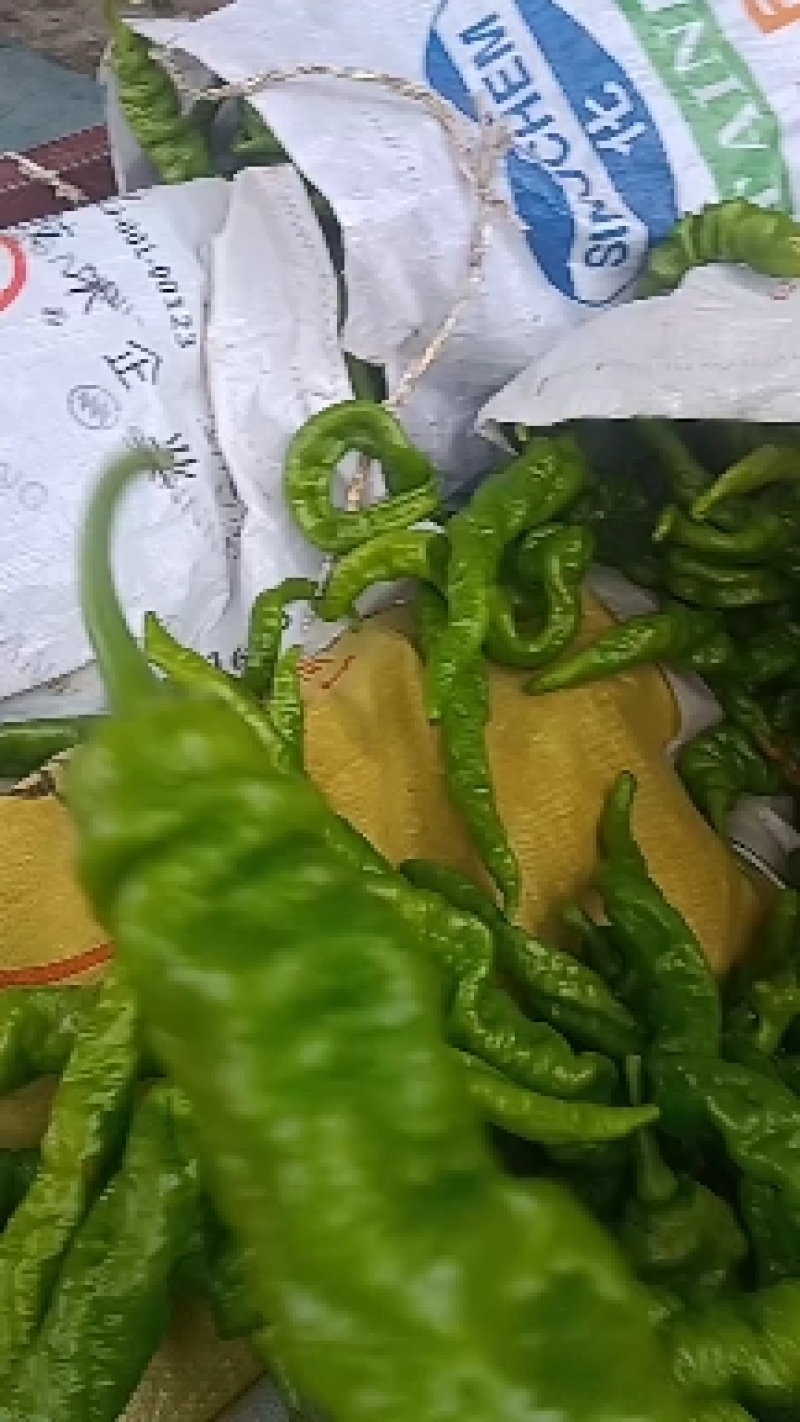 陇椒