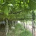 农家自种新鲜佛手瓜洋丝瓜倭瓜产地直发，套网