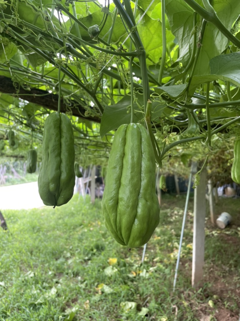 农家自种新鲜佛手瓜洋丝瓜倭瓜产地直发，套网