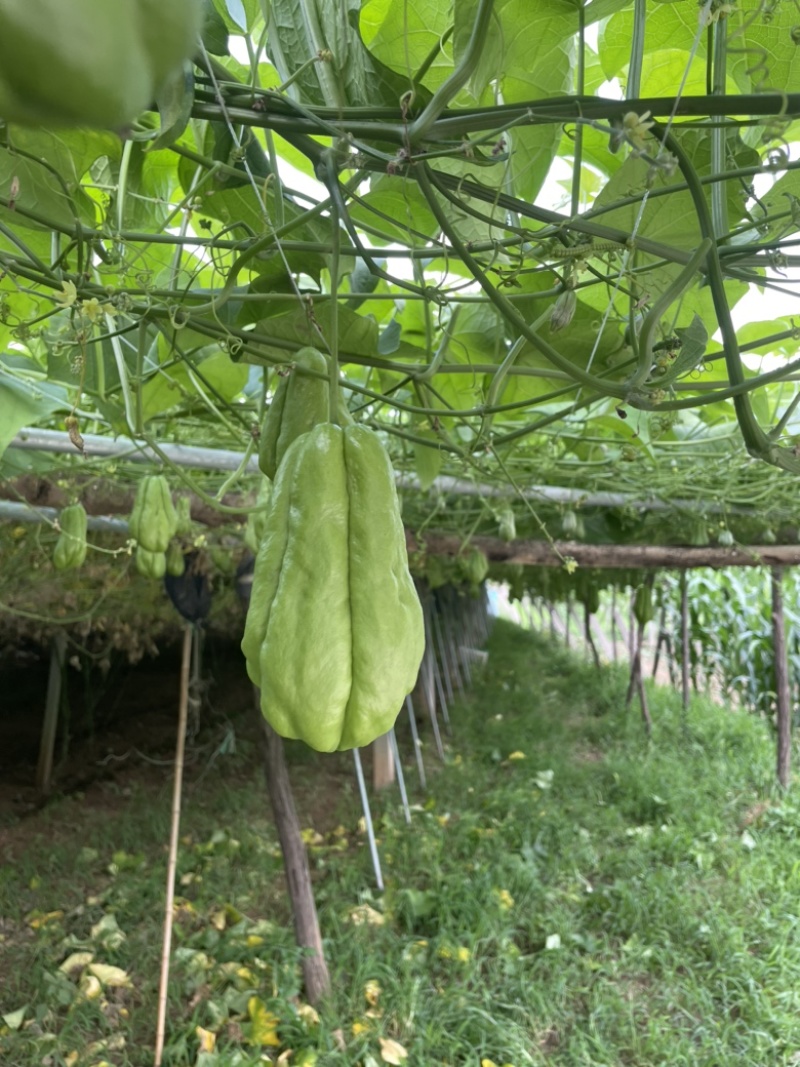 农家自种新鲜佛手瓜洋丝瓜倭瓜产地直发，套网