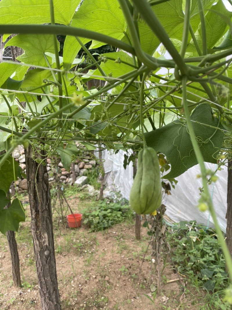 农家自种新鲜佛手瓜洋丝瓜倭瓜产地直发，套网