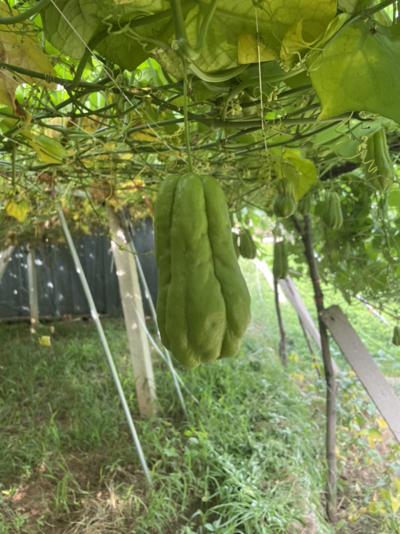 农家自种新鲜佛手瓜洋丝瓜倭瓜产地直发，套网