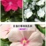 长春花种子天天开花期长多年生花海庭院室内阳台盆栽花卉花草