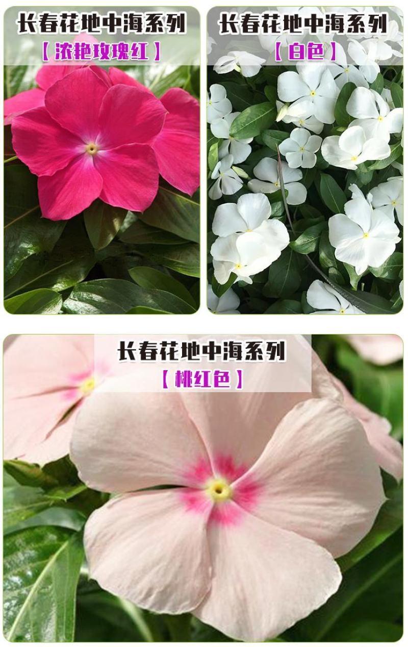 长春花种子天天开花期长多年生花海庭院室内阳台盆栽花卉花草
