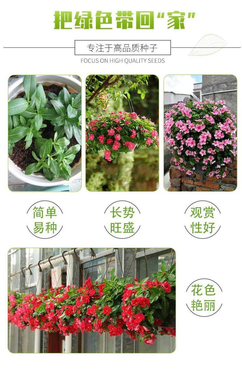 长春花种子天天开花期长多年生花海庭院室内阳台盆栽花卉花草