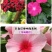 长春花种子天天开花期长多年生花海庭院室内阳台盆栽花卉花草