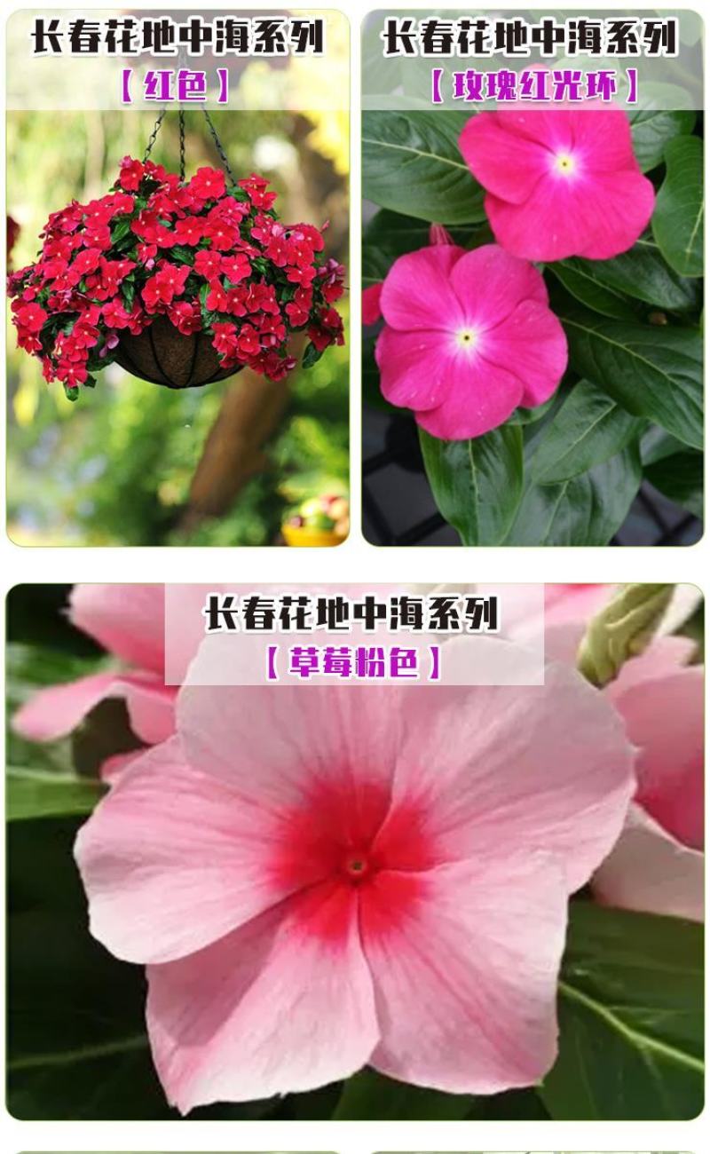 长春花种子天天开花期长多年生花海庭院室内阳台盆栽花卉花草