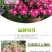 长春花种子天天开花期长多年生花海庭院室内阳台盆栽花卉花草