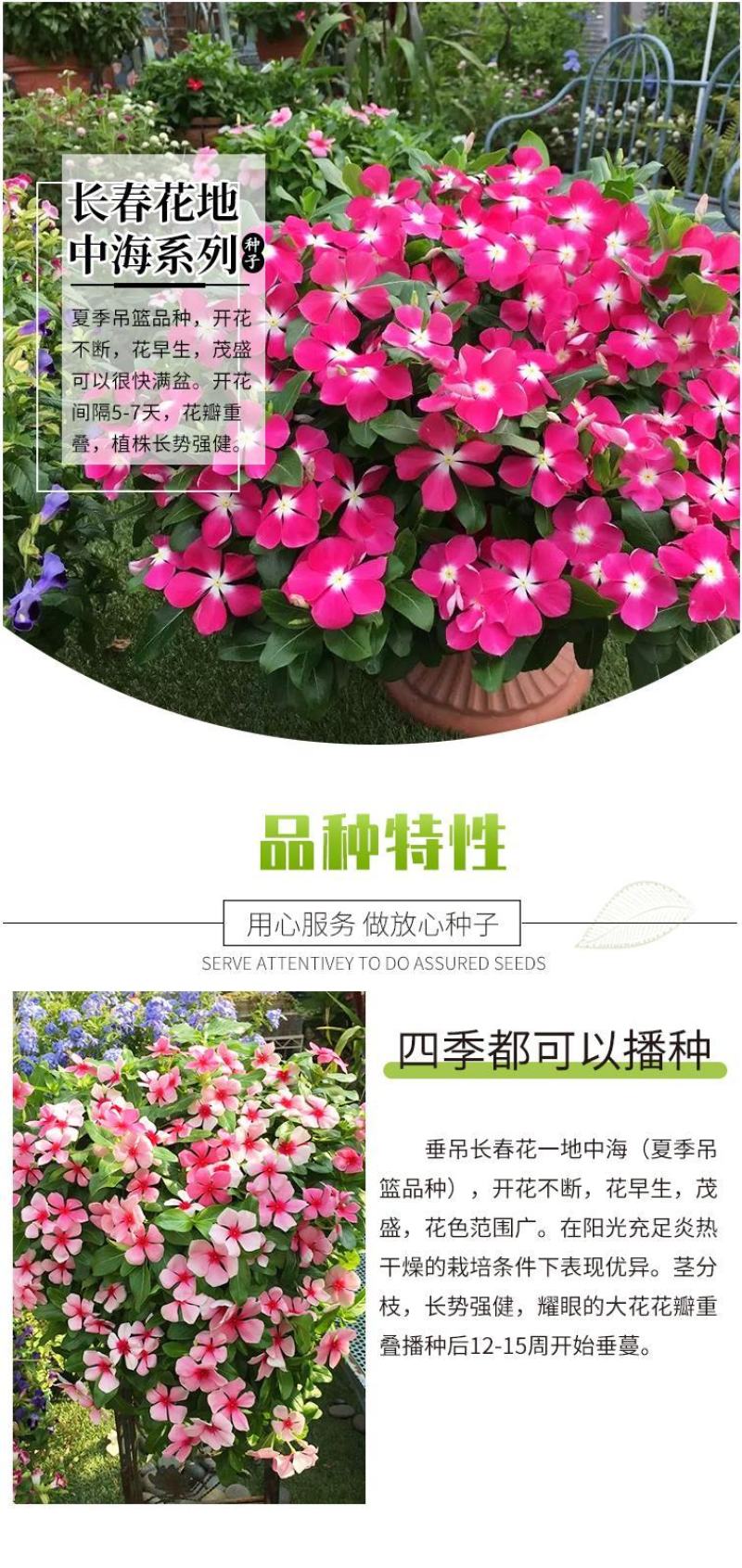 长春花种子天天开花期长多年生花海庭院室内阳台盆栽花卉花草