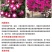 长春花种子天天开花期长多年生花海庭院室内阳台盆栽花卉花草