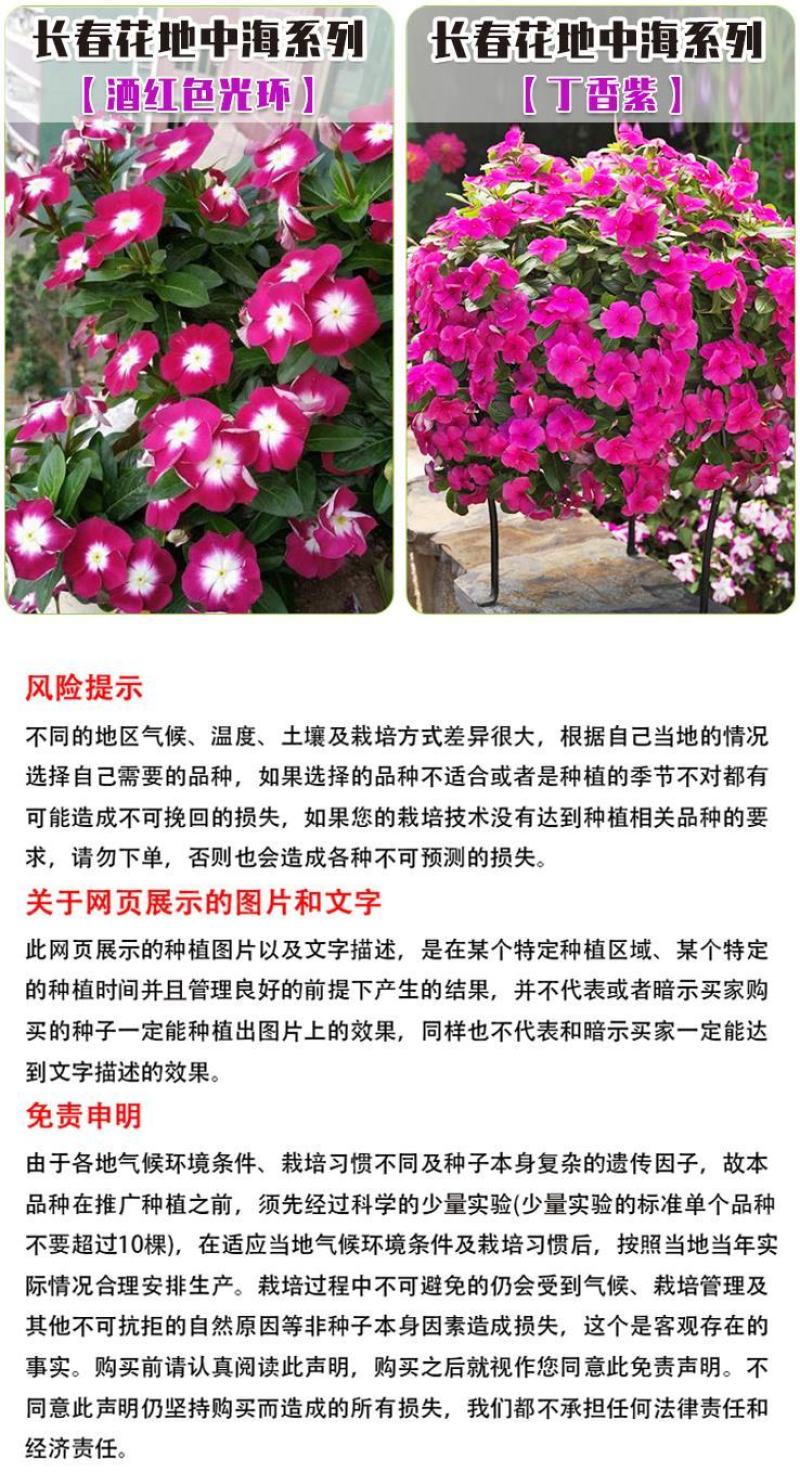 长春花种子天天开花期长多年生花海庭院室内阳台盆栽花卉花草