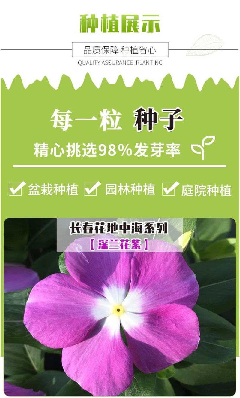 长春花种子天天开花期长多年生花海庭院室内阳台盆栽花卉花草