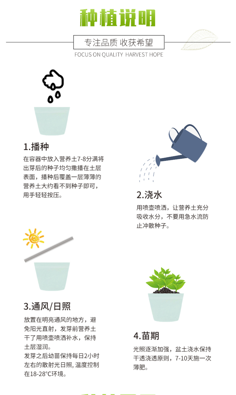 长春花种子天天开花期长多年生花海庭院室内阳台盆栽花卉花草