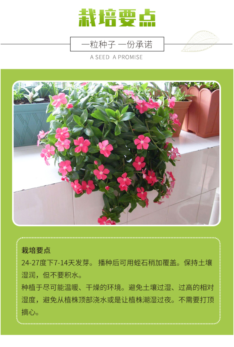 长春花种子天天开花期长多年生花海庭院室内阳台盆栽花卉花草