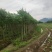 铁冬青袋苗