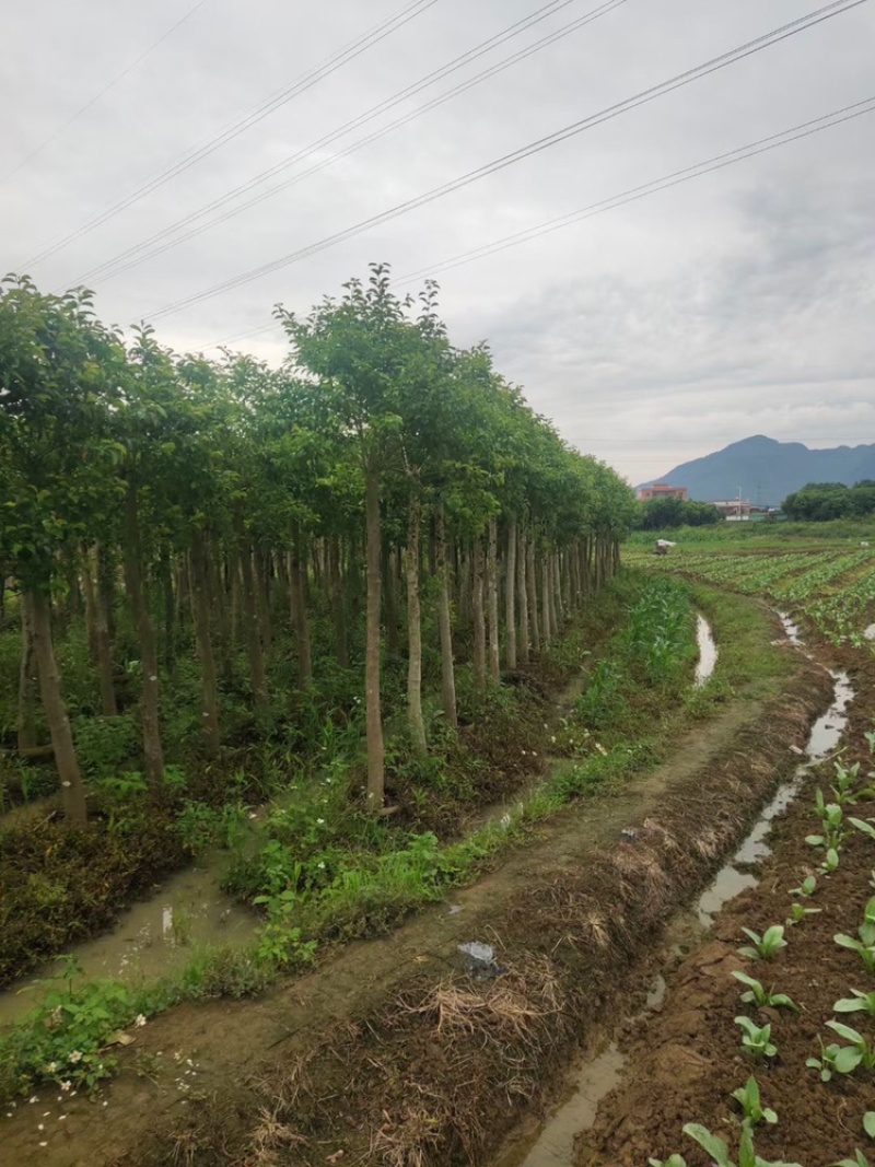铁冬青袋苗