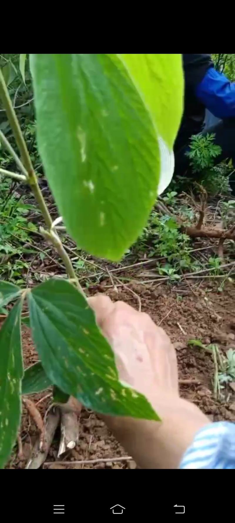 千斤拔