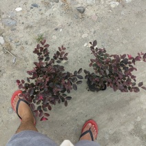 大量出售大杯小杯毛笼子红继木，基地直销，欢迎选购