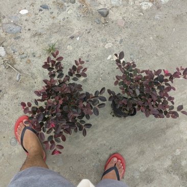 大量出售大杯小杯毛笼子红继木，基地直销，欢迎选购