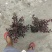 大量出售大杯小杯毛笼子红继木，基地直销，欢迎选购