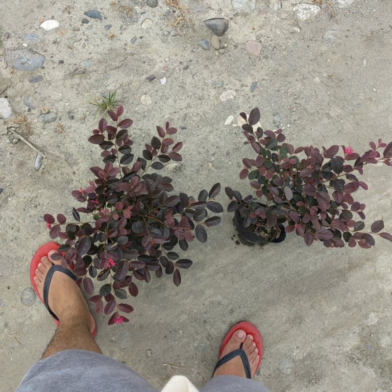 大量出售大杯小杯毛笼子红继木，基地直销，欢迎选购
