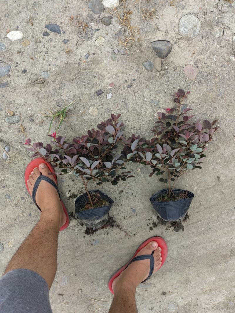 大量出售大杯小杯毛笼子红继木，基地直销，欢迎选购