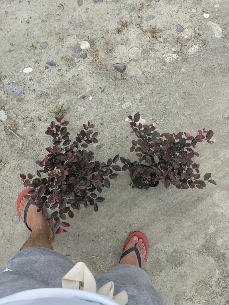 大量出售大杯小杯毛笼子红继木，基地直销，欢迎选购