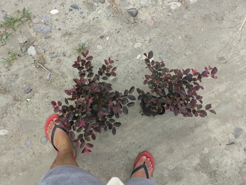 大量出售大杯小杯毛笼子红继木，基地直销，欢迎选购