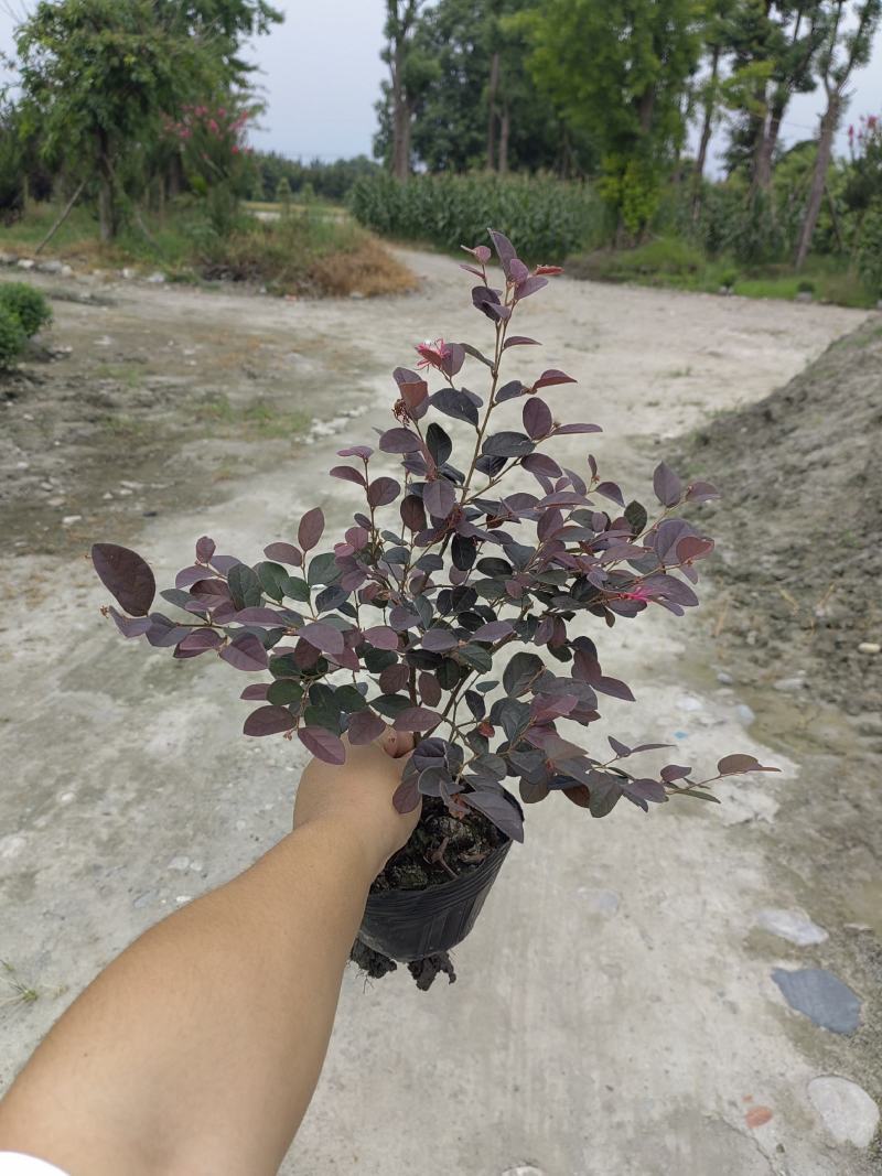 大量出售大杯小杯毛笼子红继木，基地直销，欢迎选购