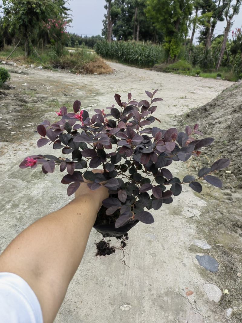 大量出售大杯小杯毛笼子红继木，基地直销，欢迎选购