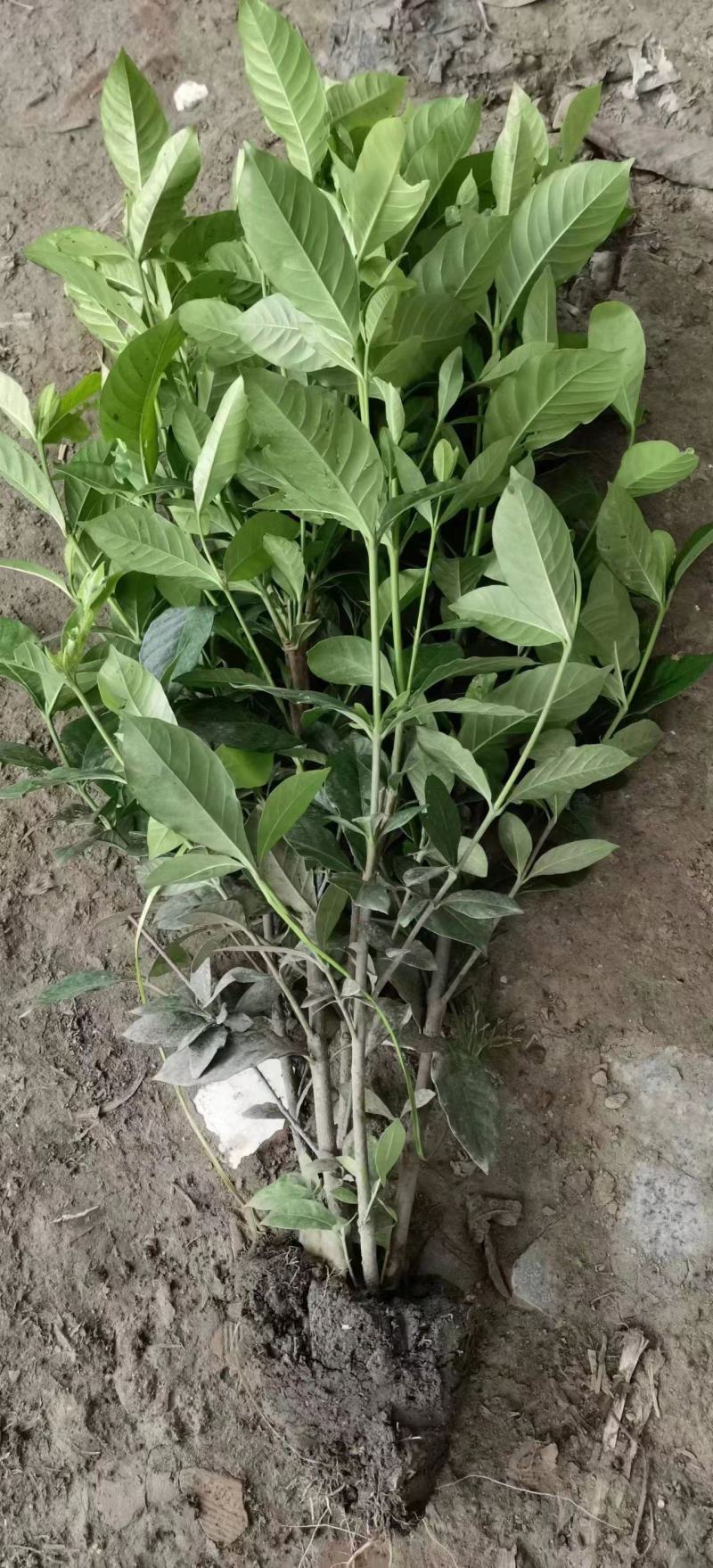 大量出售大杯小杯毛笼子红继木，基地直销，欢迎选购