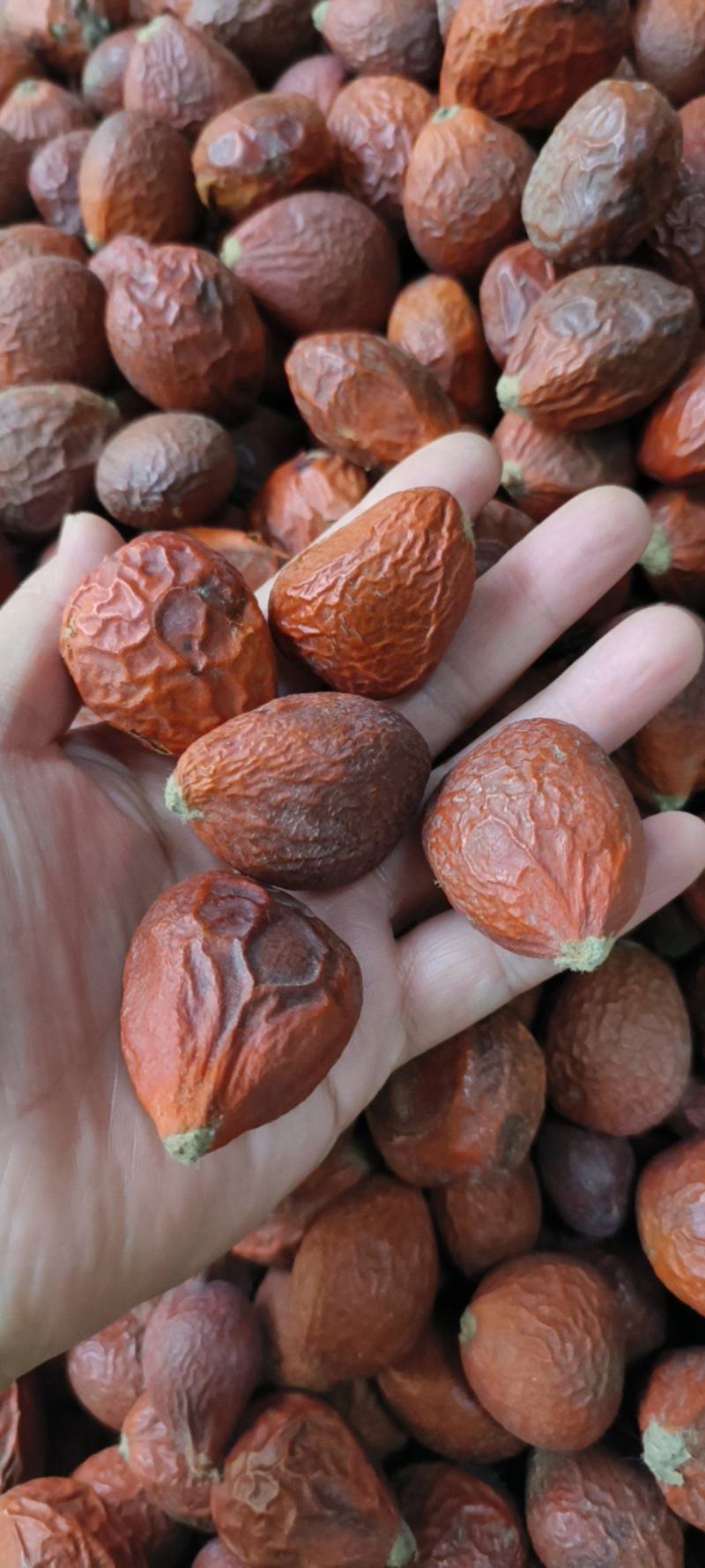 铁树果干货包邮发货量大从优常年供应