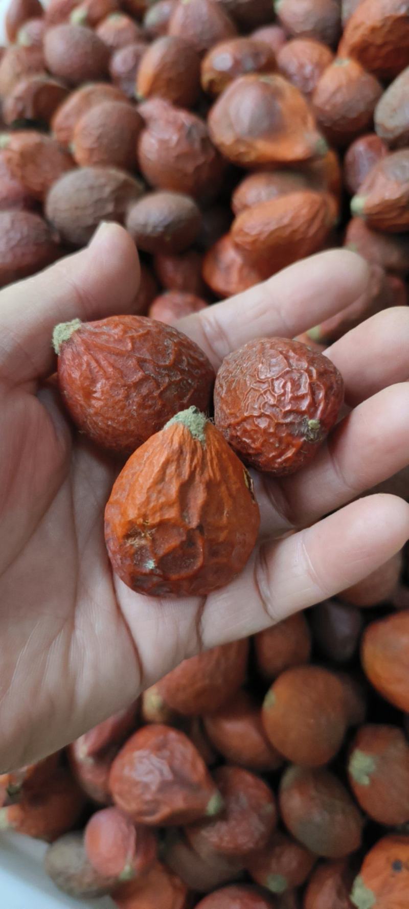 铁树果干货包邮发货量大从优常年供应