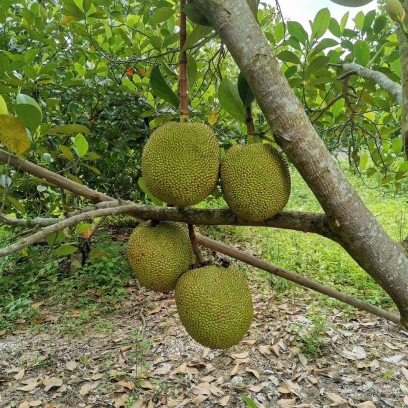 广东黄肉菠萝蜜超香甜新鲜采摘菠萝蜜干苞应当季水果