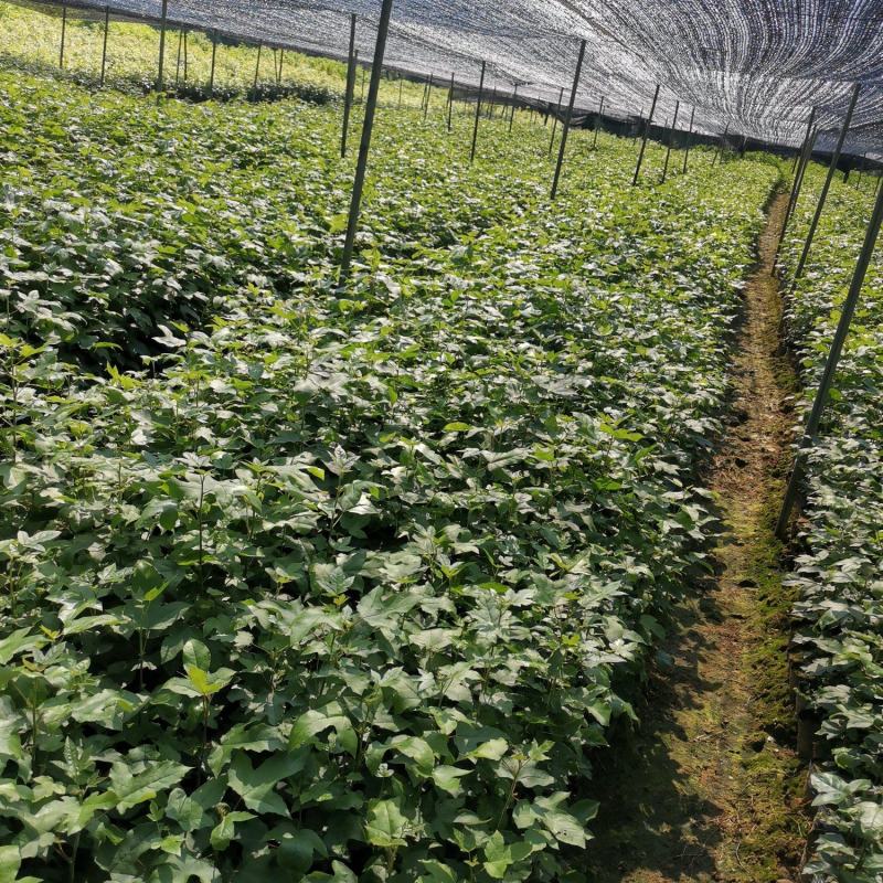 优质枫树苗，基地直供，货源充足，全国发货可视频