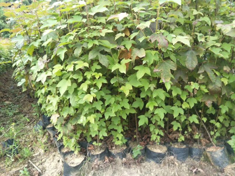 优质枫树苗，基地直供，货源充足，全国发货可视频