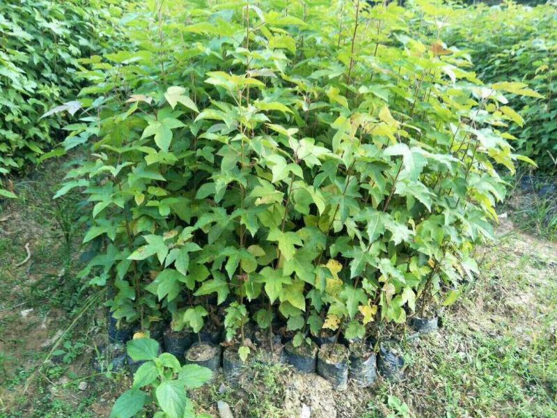 优质枫树苗，基地直供，货源充足，全国发货可视频