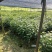 优质枫树苗，基地直供，货源充足，全国发货可视频