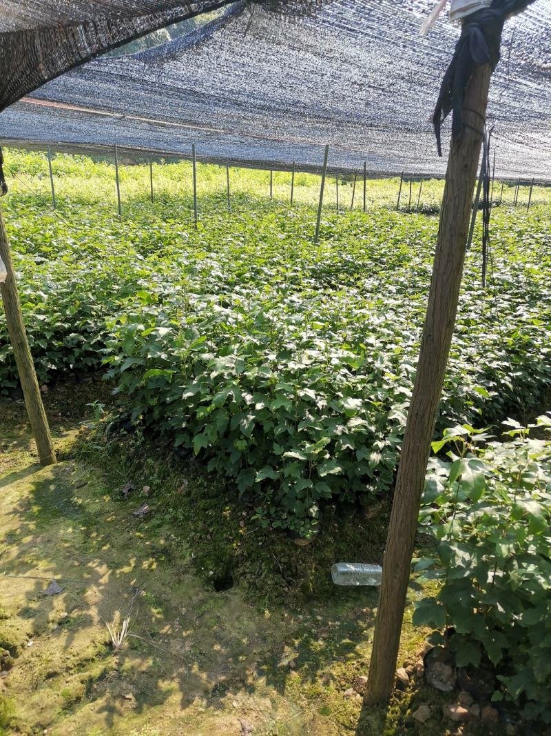 优质枫树苗，基地直供，货源充足，全国发货可视频