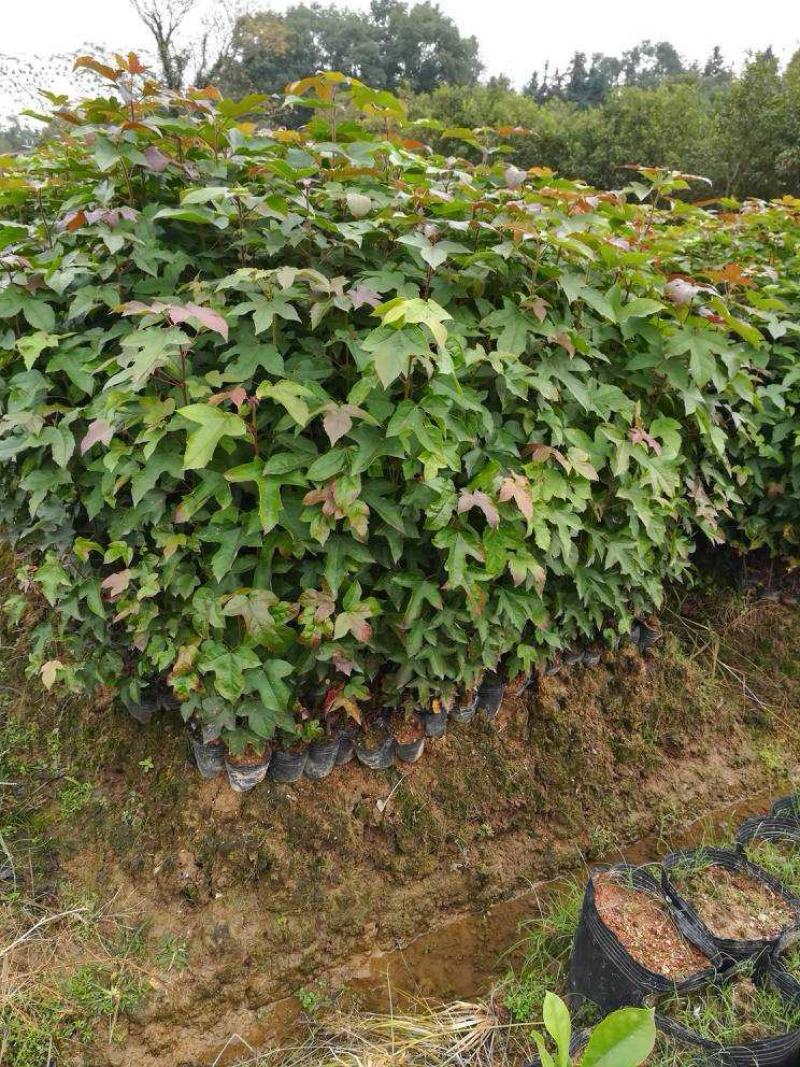 优质枫树苗，基地直供，货源充足，全国发货可视频