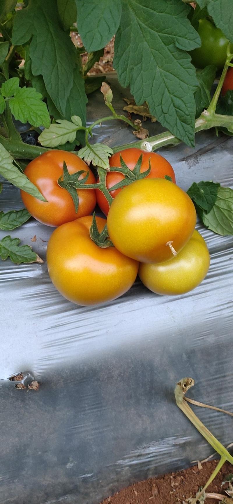 [热卖]贵州西红柿大红西红柿产地直发专业代办