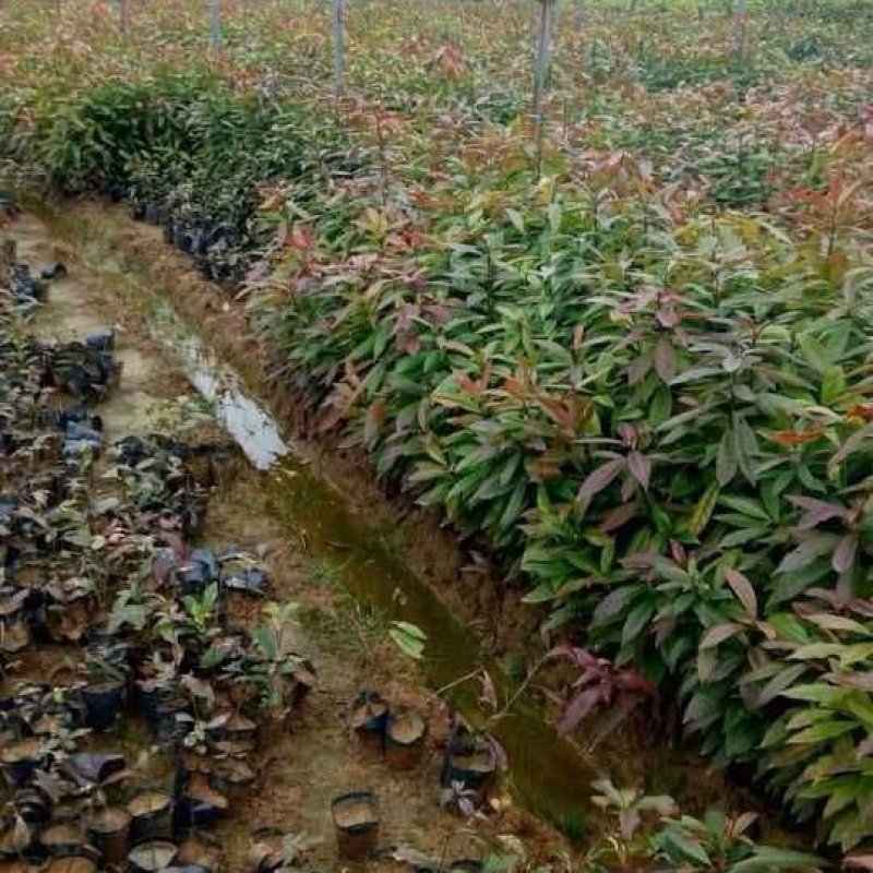 木荷杯苗，基地直发，欢迎采购，全国发货，可视频看货