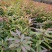 木荷杯苗，基地直发，欢迎采购，全国发货，可视频看货