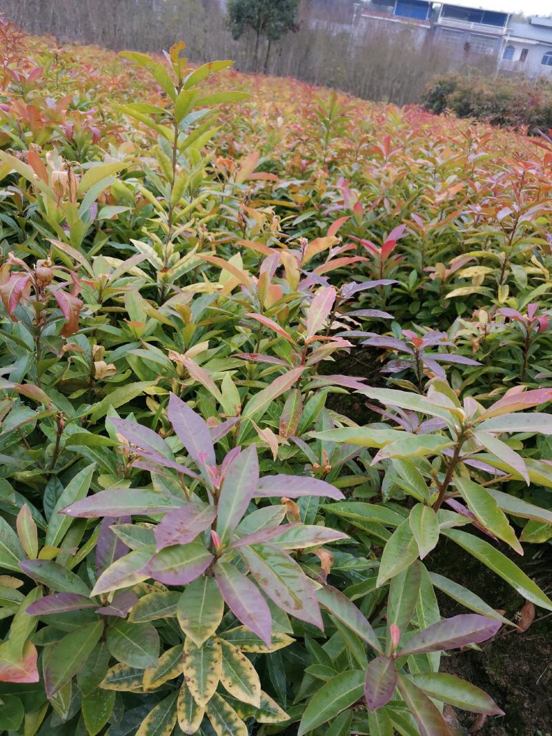 木荷杯苗，基地直发，欢迎采购，全国发货，可视频看货